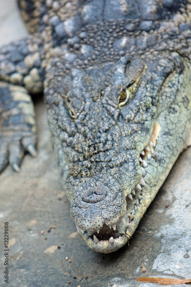 Obraz premium Krokodil
