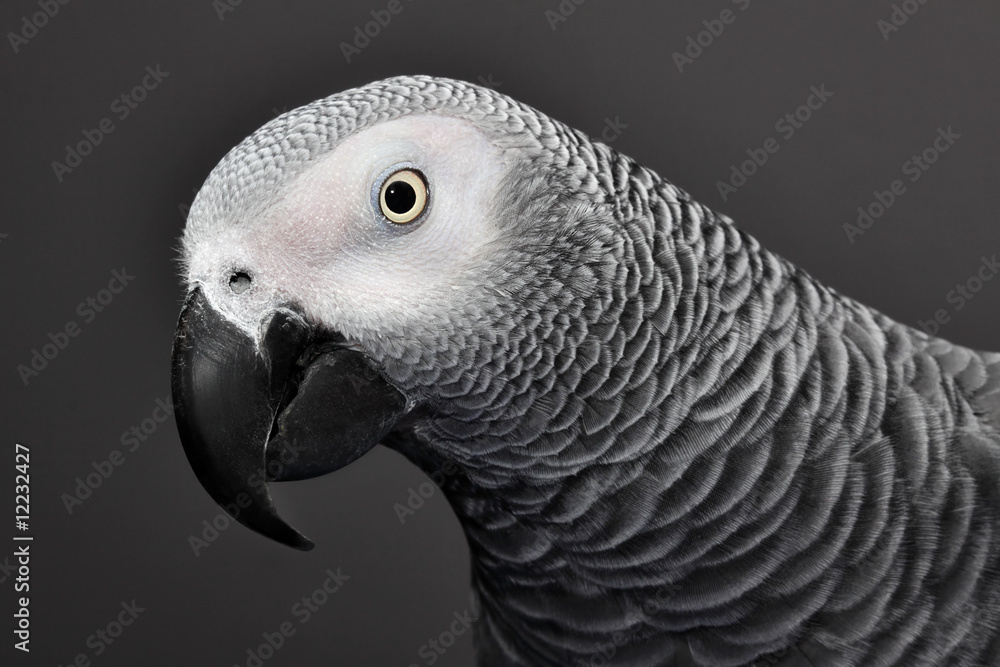 Obraz premium African Grey Parrot