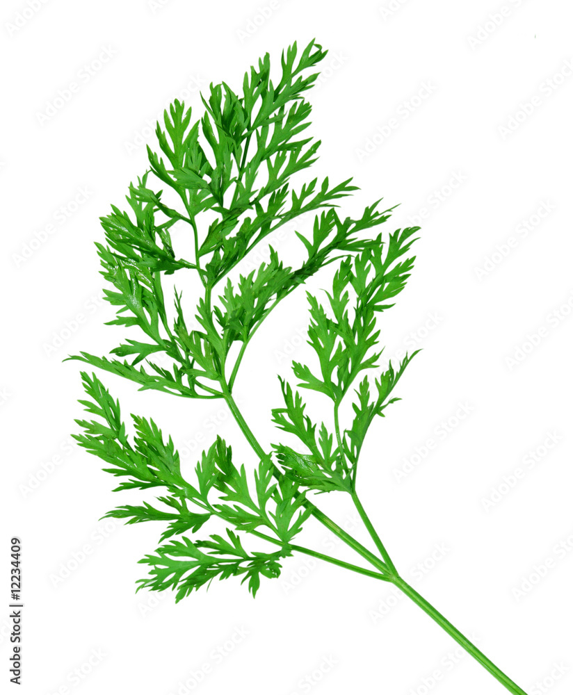 Carrot Leaf Carrot Leaf