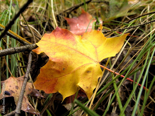 Ahornblatt