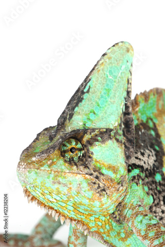 Chameleon