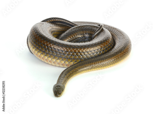 Black water snake
