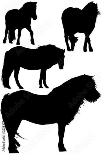 Isländer Mähnenponys