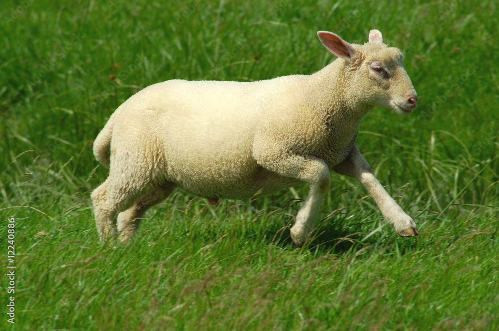 Schaf rennt über eine Wiese