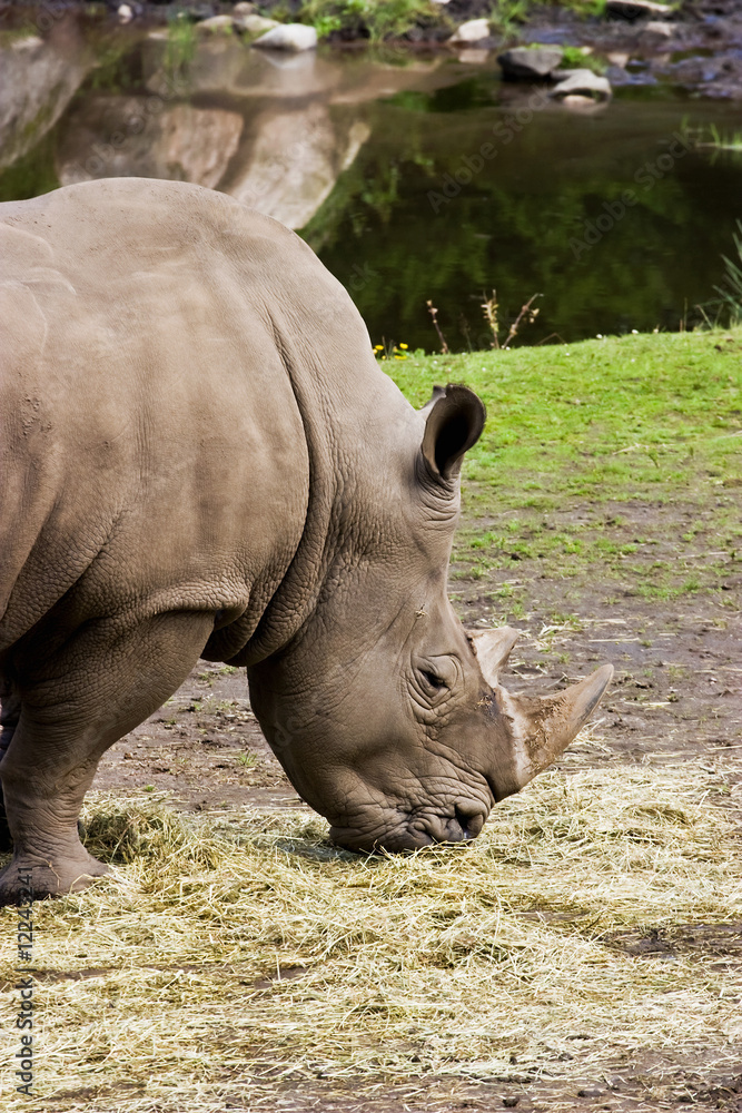 Fototapeta premium Big Rhinoceros