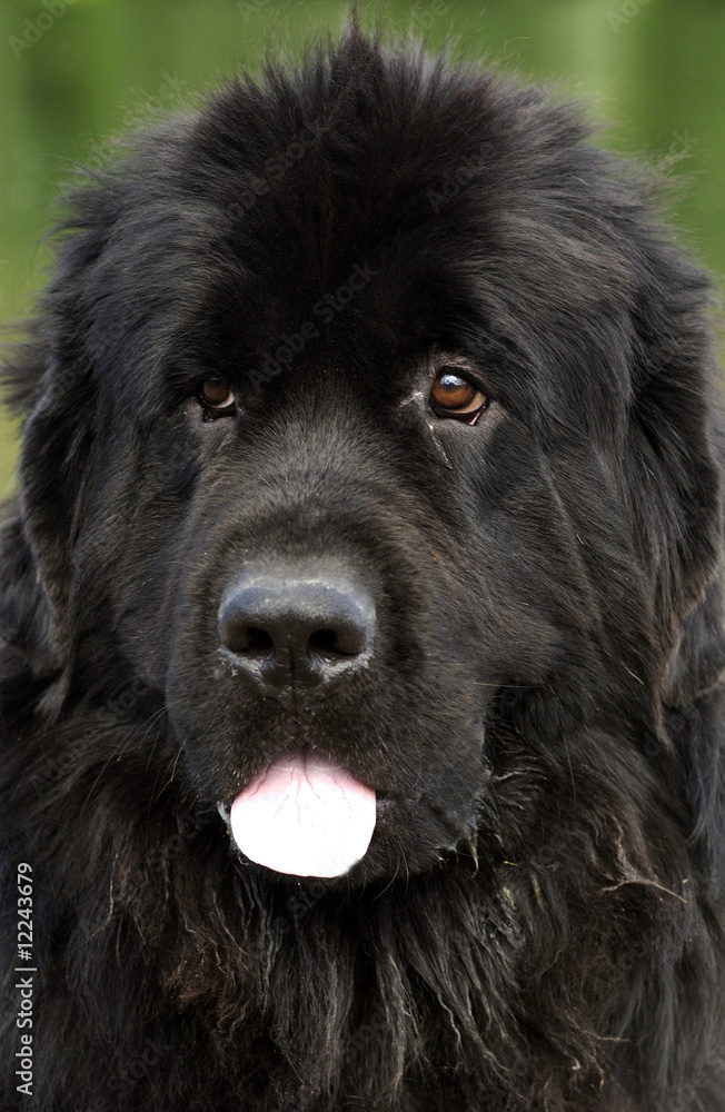 Fototapeta premium portrait de terre neuve noir