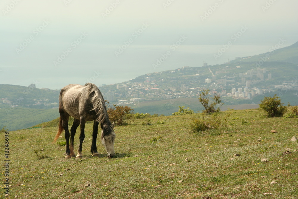 Fototapeta premium Grazing dappled horse