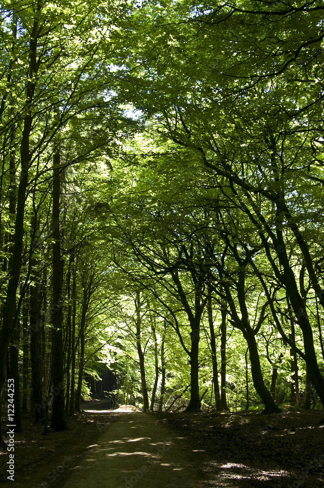 Obraz premium Jasmund