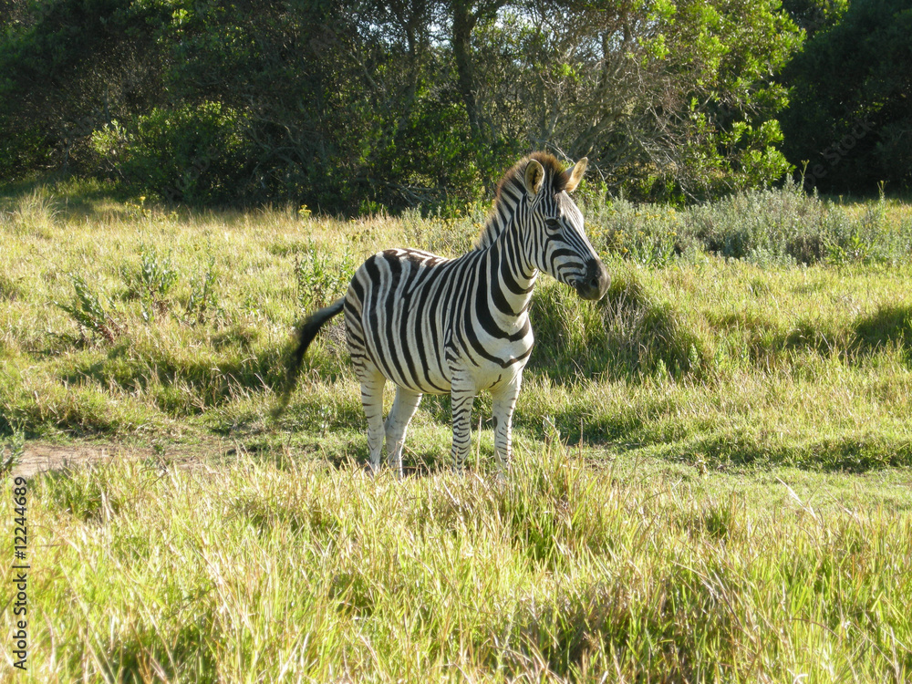 Fototapeta premium Zebra
