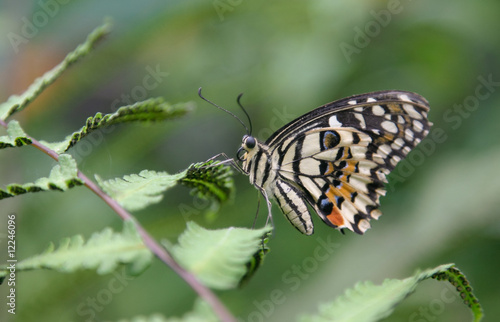 papillon dans la nature © Eléonore H