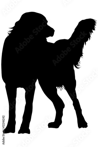 Münsterländer