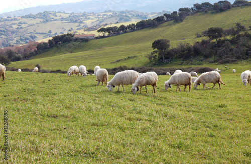 Sardinian Sheep