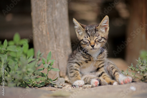 Wallpaper Mural A lazy kitten sleeping outside Torontodigital.ca