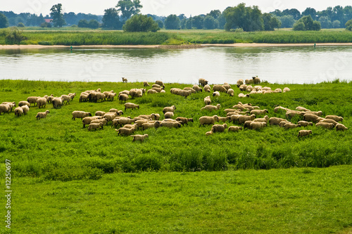 Schafherde, flock of sheep