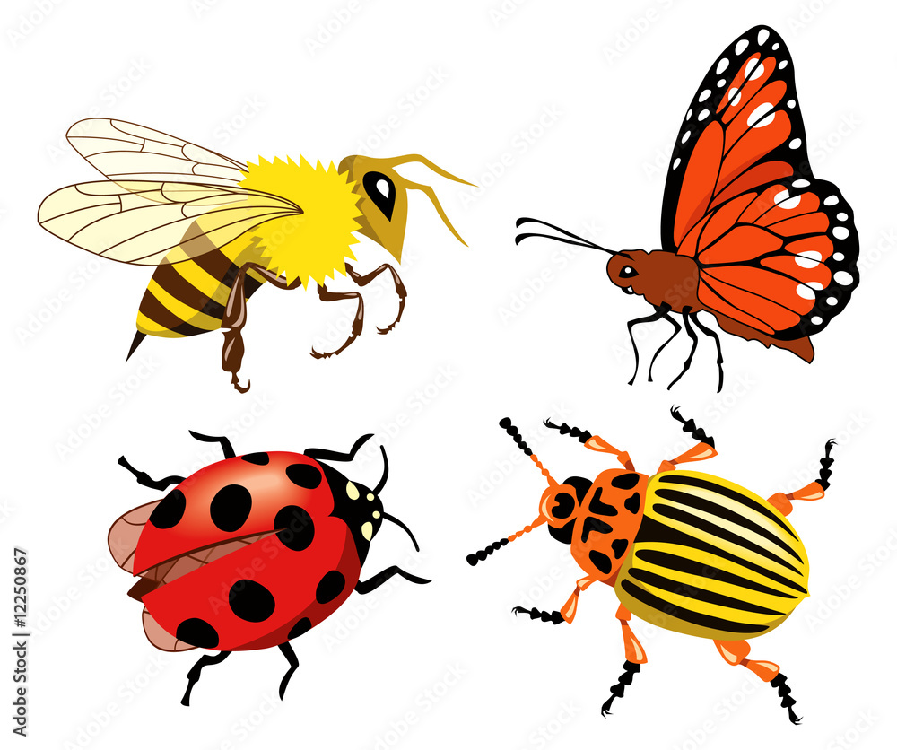 Fototapeta premium Insects