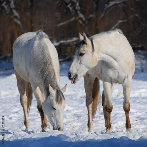 White horses in the snow