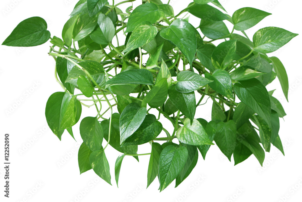 Pothos homeplant Pothos homeplant