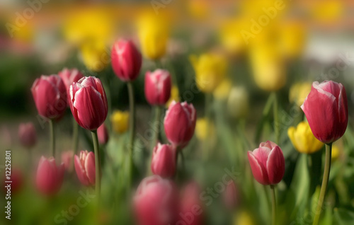 Tulip Background