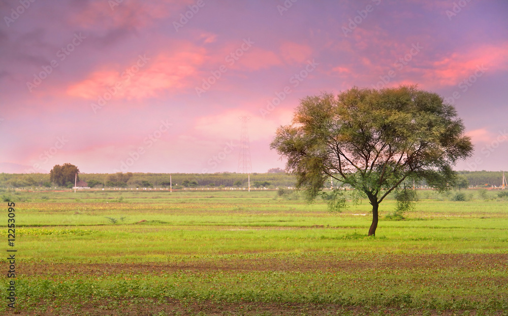 Single Tree In The Fields Of India