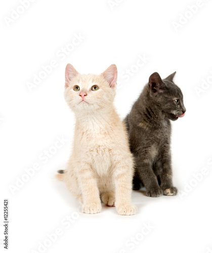Yellow and gray kat on a white background