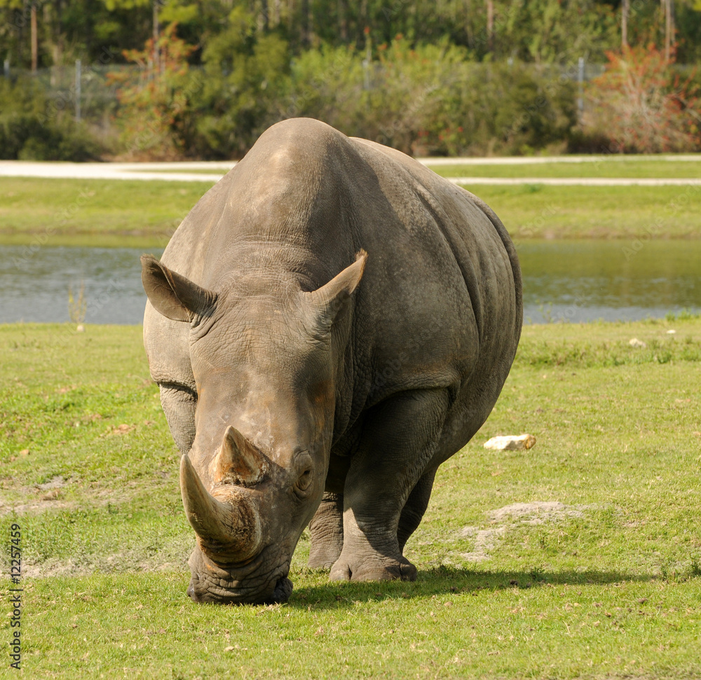 Obraz premium WIid rhino