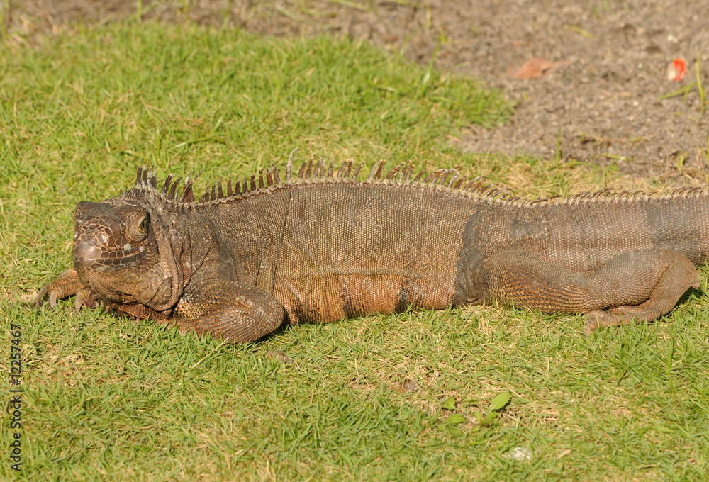 Fototapeta premium Wild iguana