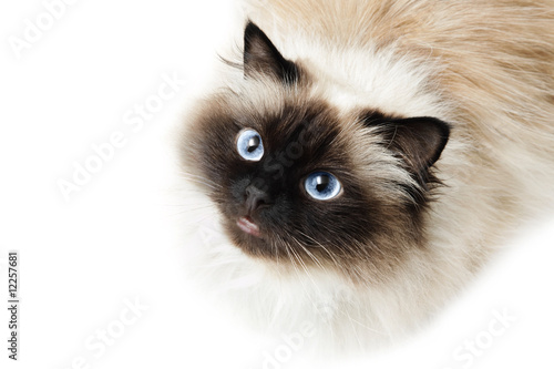 Fototapeta Naklejka Na Ścianę i Meble -  Cat