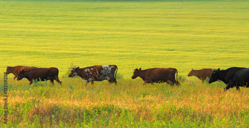 cows and  green pasture