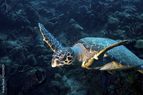 Caribbean underwater life