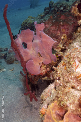 Caribbean underwater life