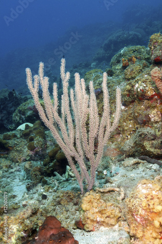 Caribbean underwater life