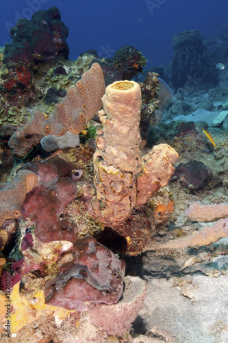 Caribbean underwater life