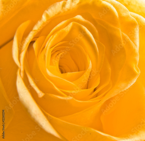 orange rose petals