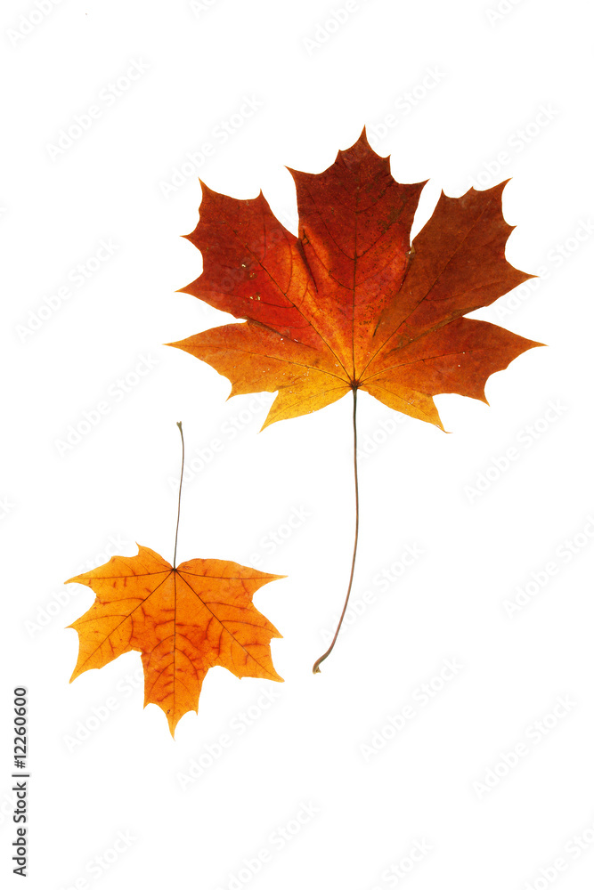 maple leaf maple leaf