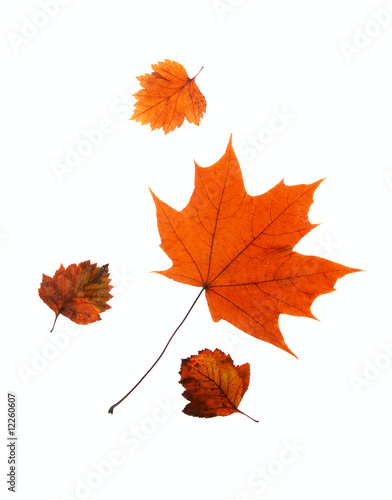maple leaf