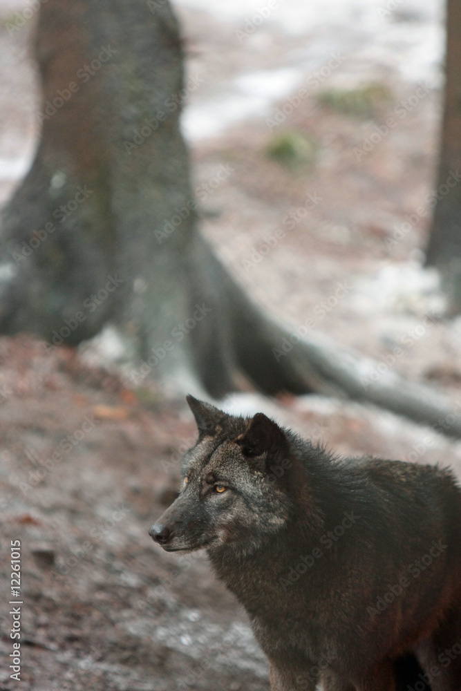 Fototapeta premium wolf