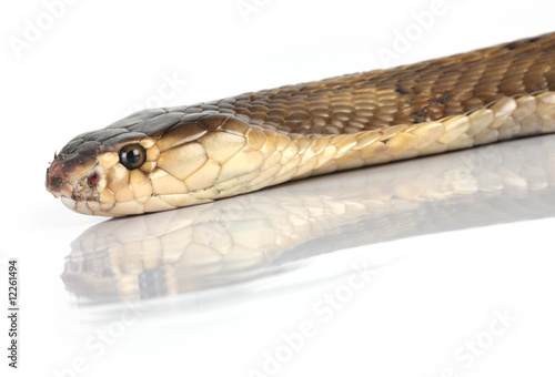 King Cobra