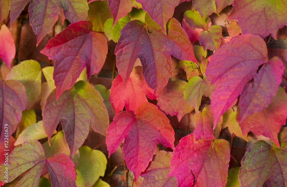 Virnginia creeper in autumn colours Virnginia creeper in autumn colours