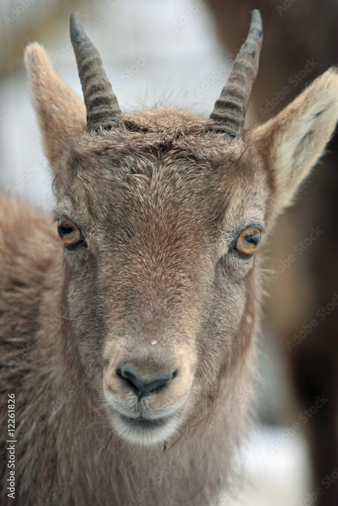 Obraz premium Steinbock