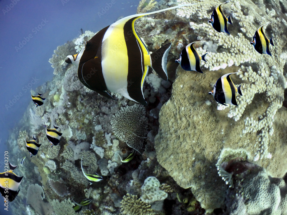 Fototapeta premium Cairns1