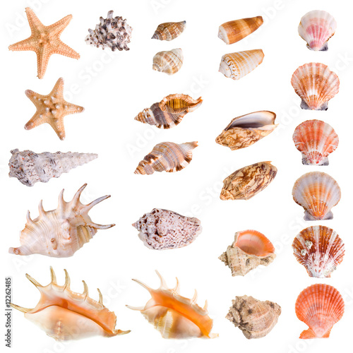 Seashells and starfish collection