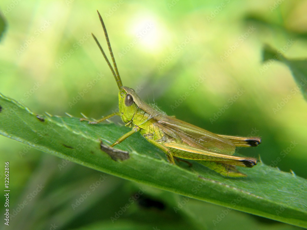 Orthoptera Orthoptera