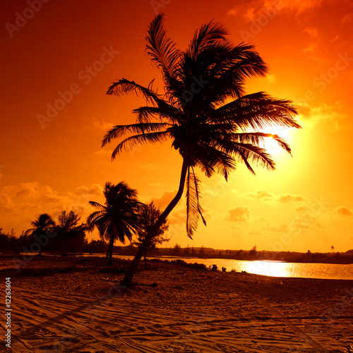 sunrise palm © yellowj