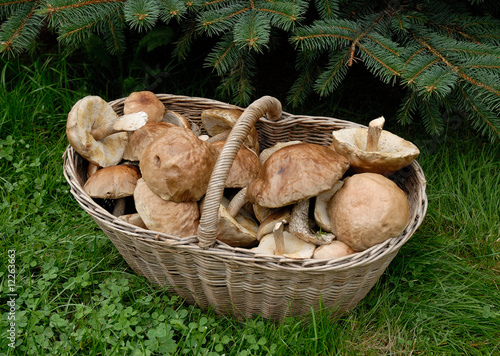 koszyk grzybów, mashrooms basket