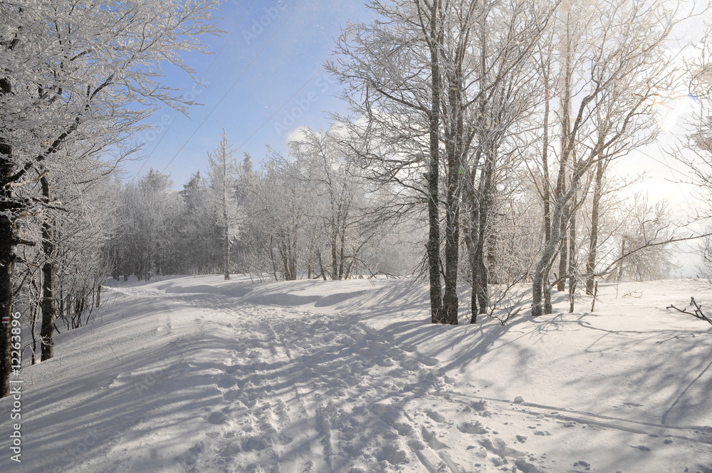 Fototapeta premium Winterweg