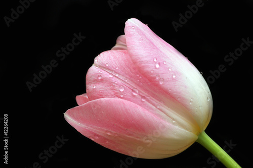 pink tulip #12264208