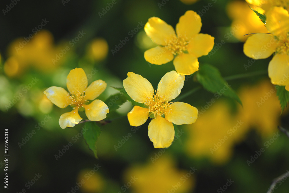 żółte kwiatki, yellow flowers żółte kwiatki, yellow flowers