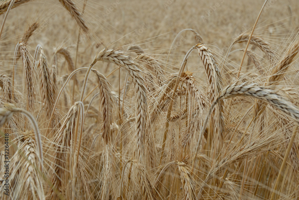 zboże, grain