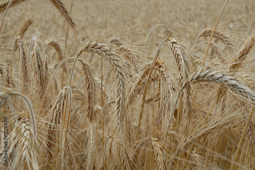 Obraz na płótnie zboże, grain w salonie