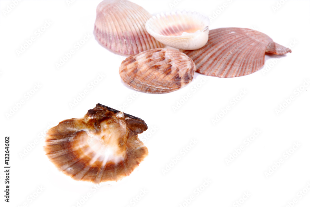 muszelki, shells